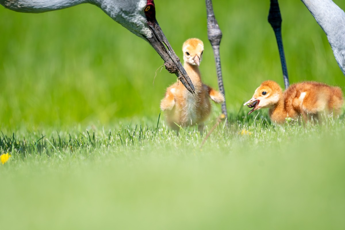 Sandhill Crane - ML636854253
