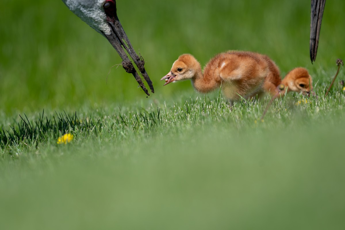 Sandhill Crane - ML636854265