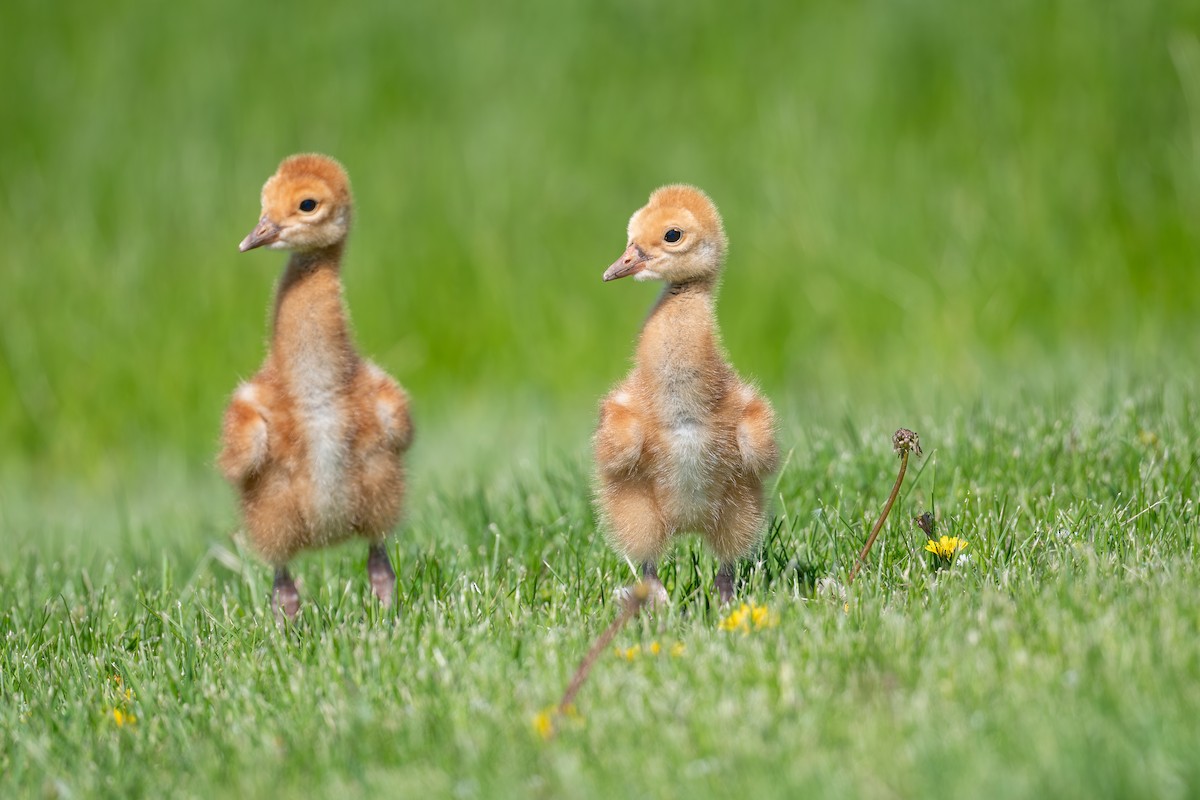 Sandhill Crane - ML636854268