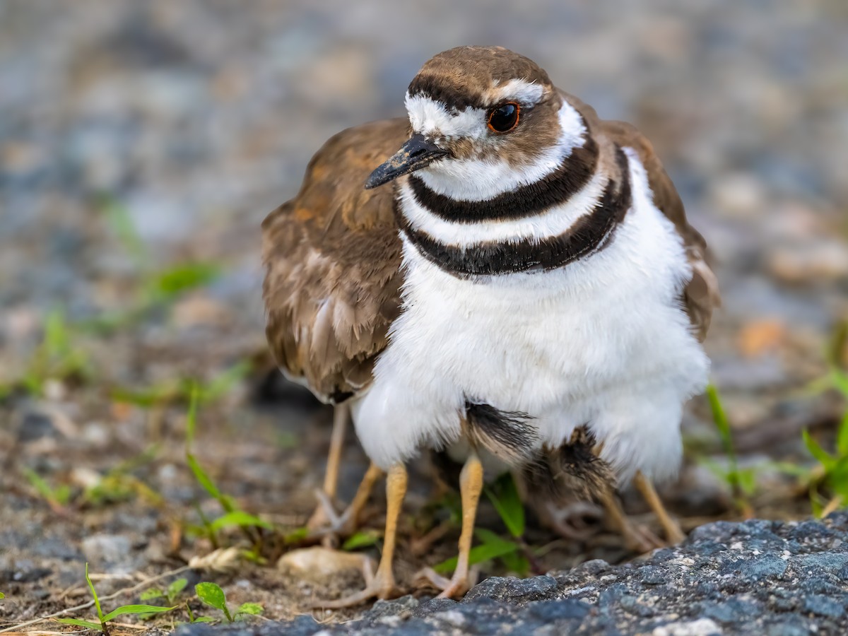 Killdeer - ML636854279