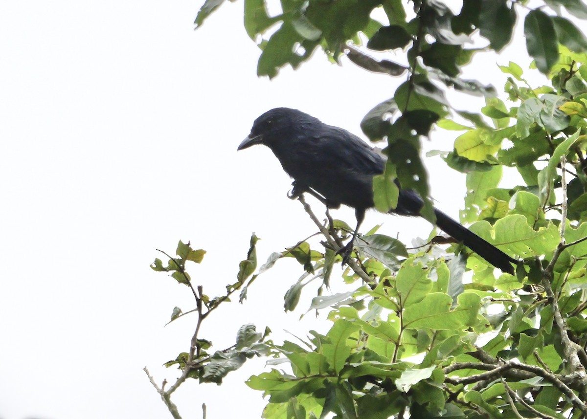 Unicolored Jay - ML636854311