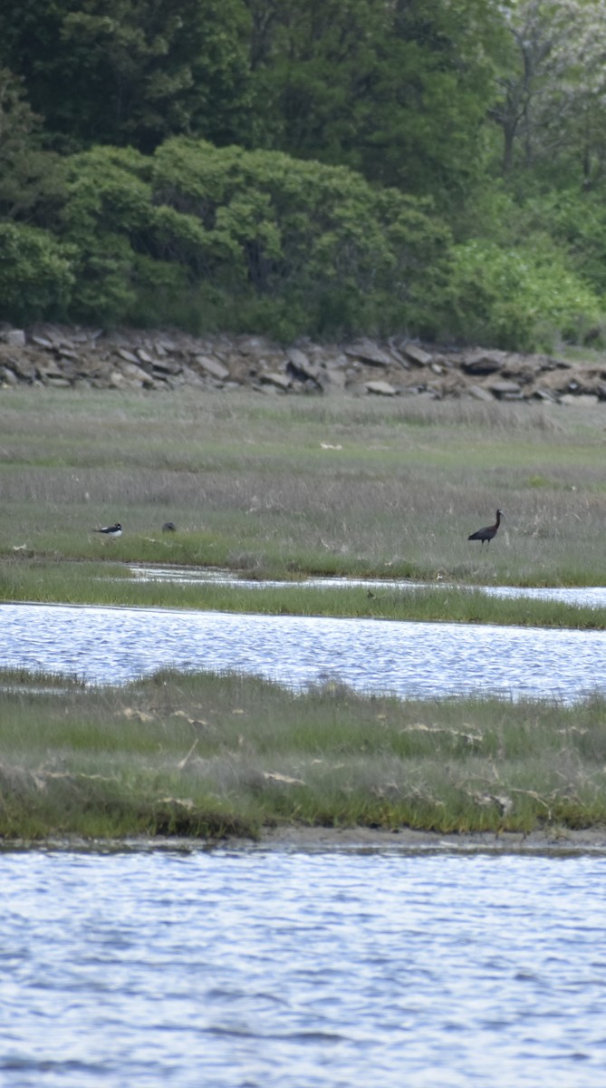 Black-necked Stilt - ML636854387