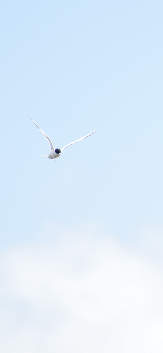 Least Tern - ML636854394
