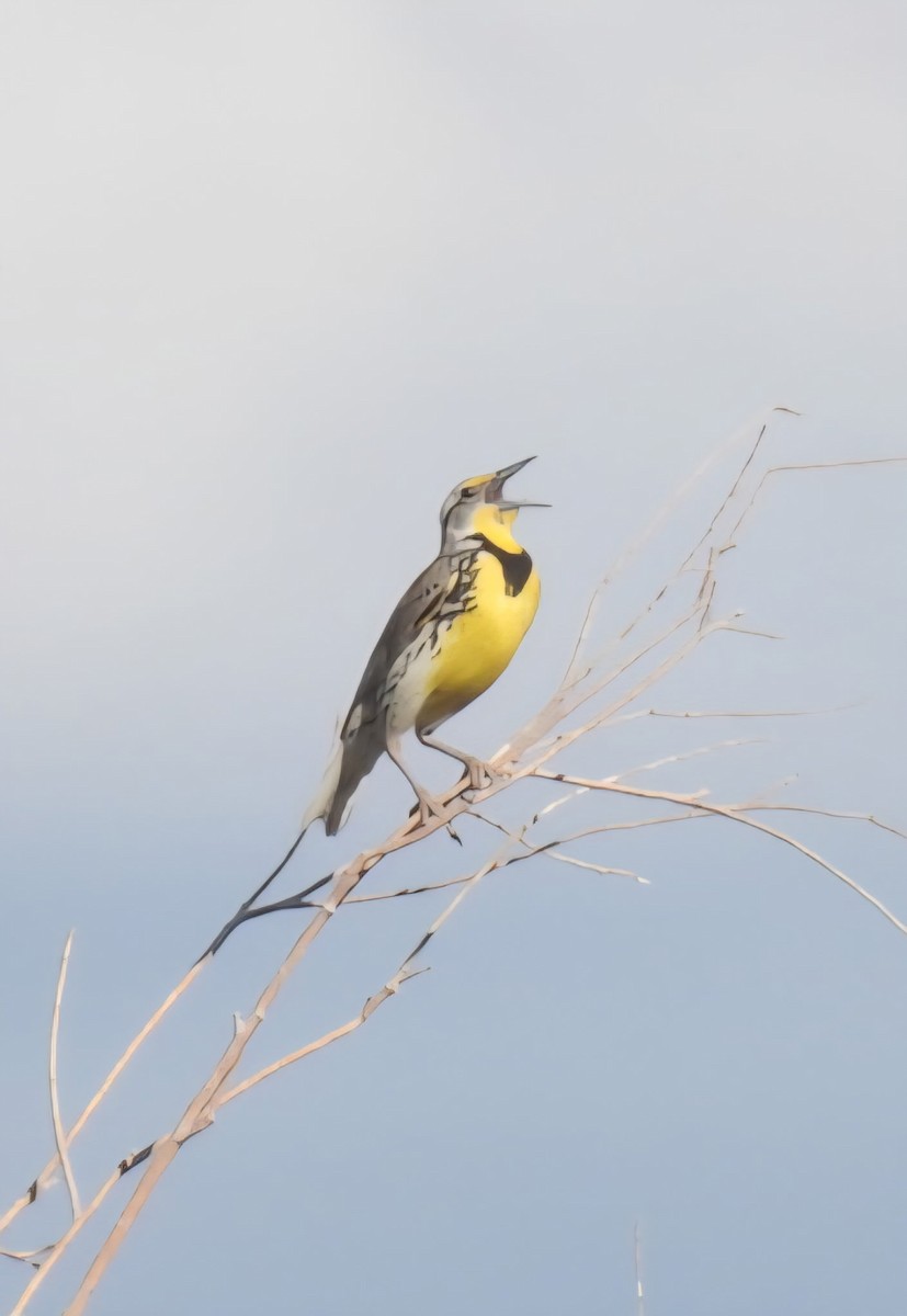Western Meadowlark - ML636854405