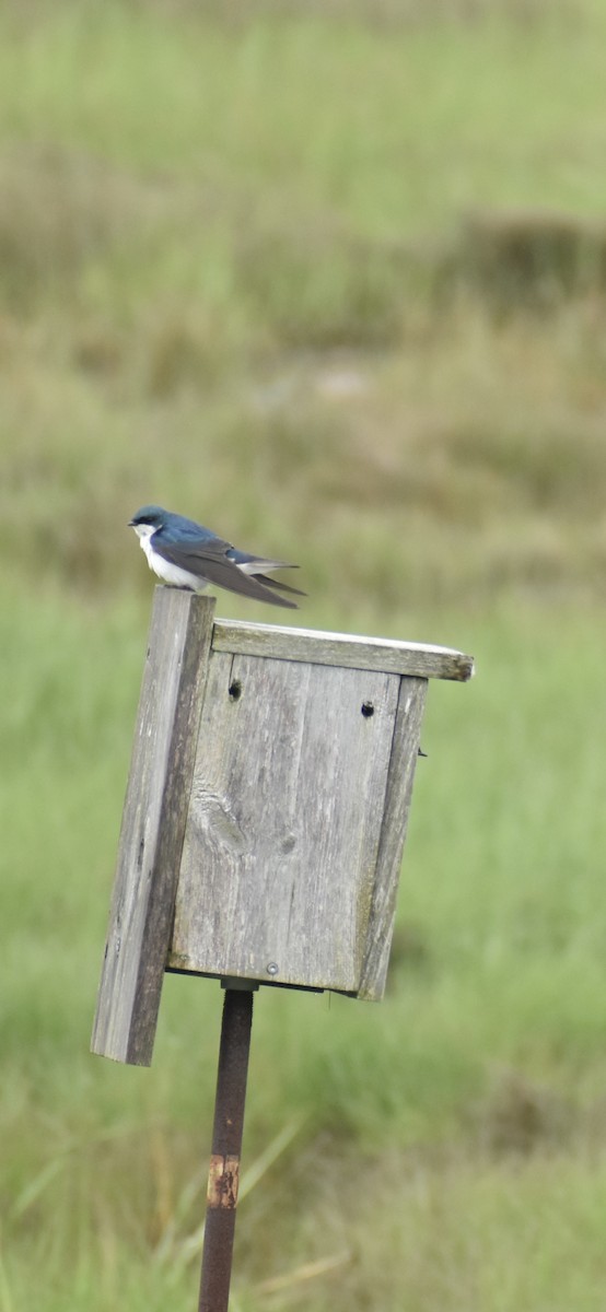 Tree Swallow - ML636854445