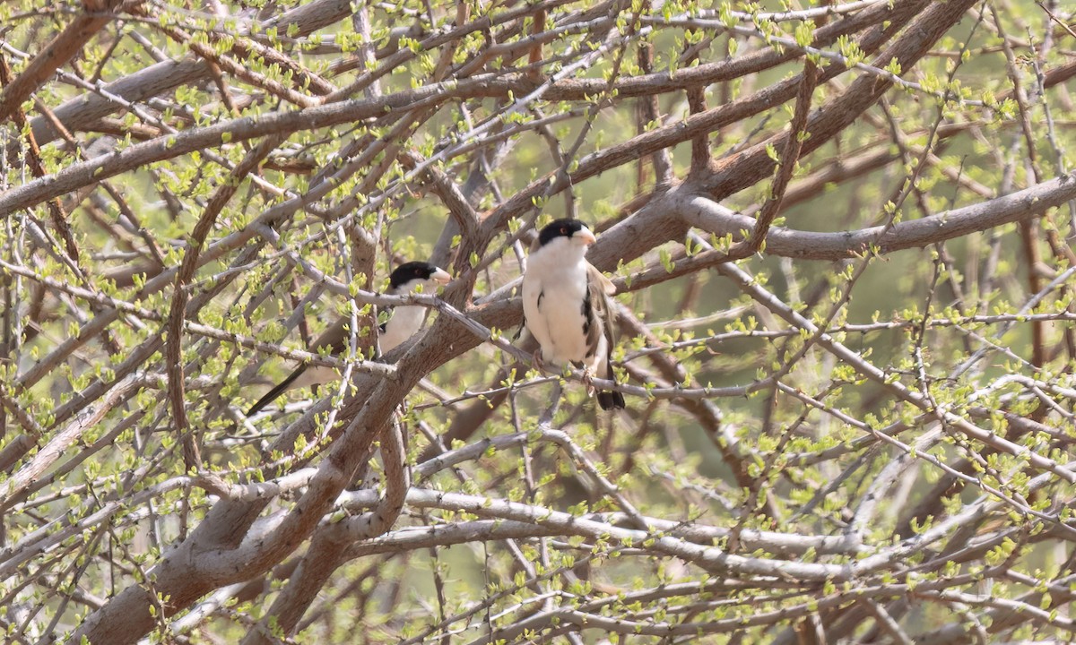 Black-capped Social-Weaver - ML636854457