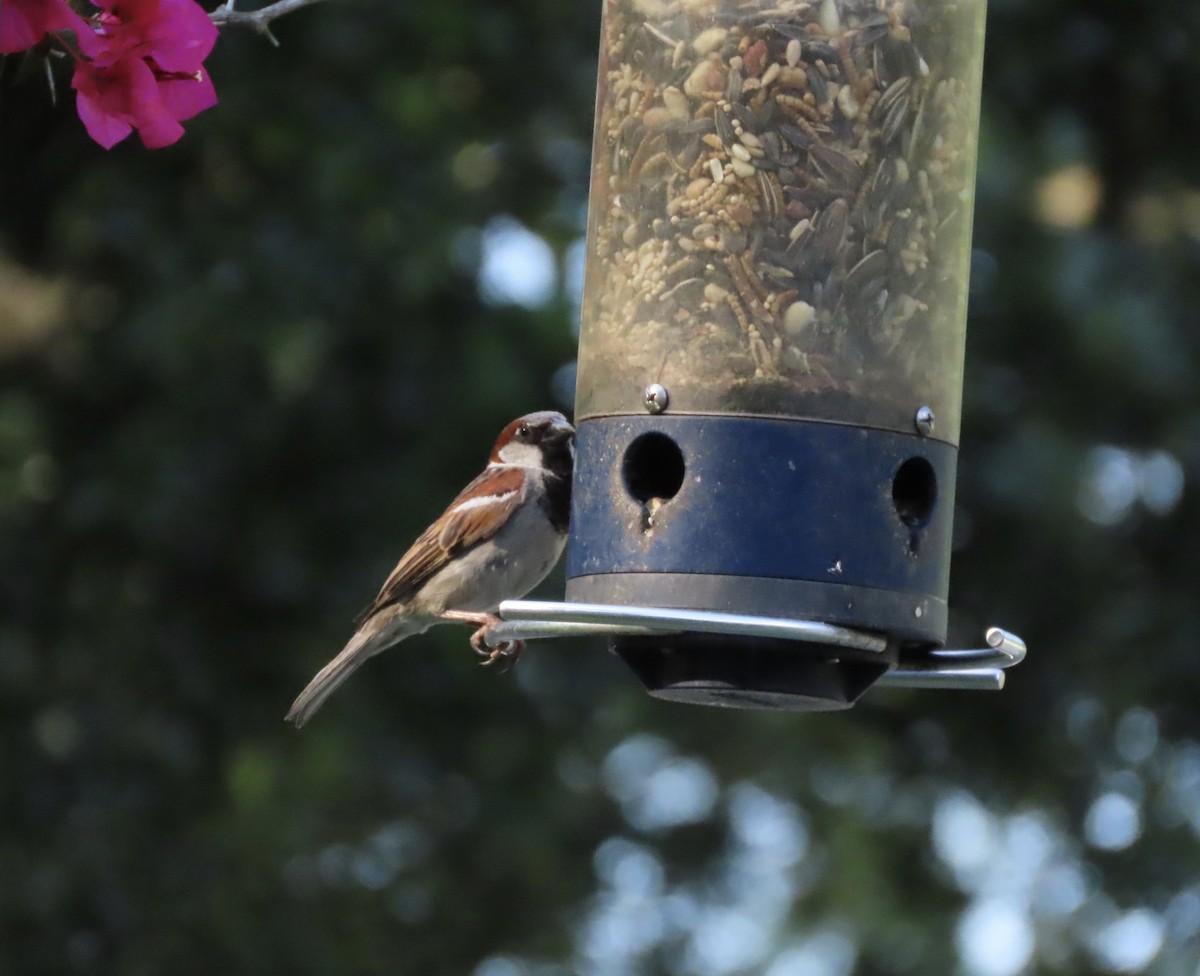 House Sparrow - ML636854530