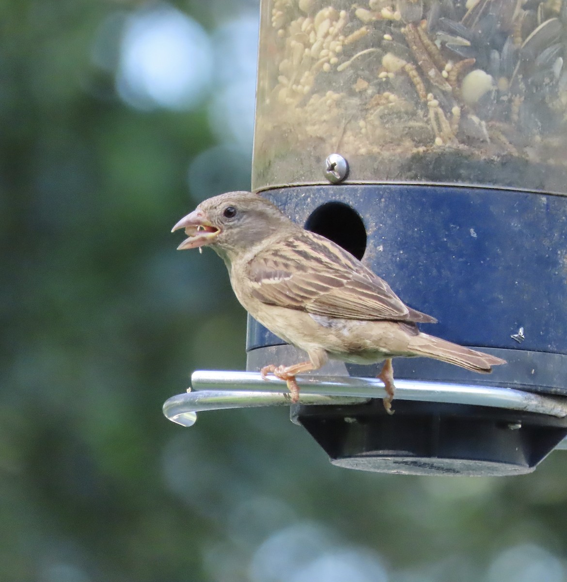 House Sparrow - ML636854531