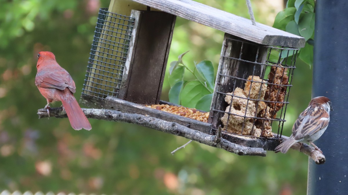 House Sparrow - ML636854532