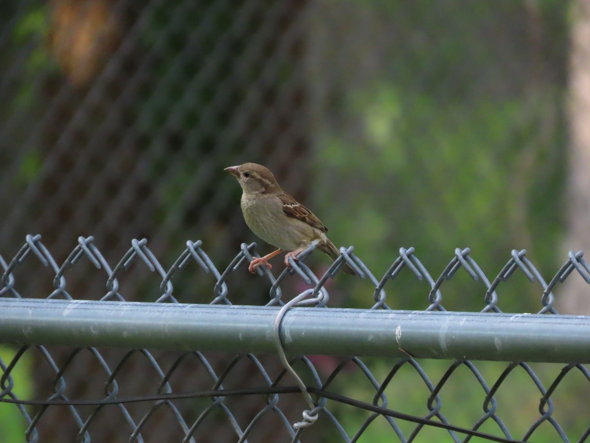 House Sparrow - ML636854533