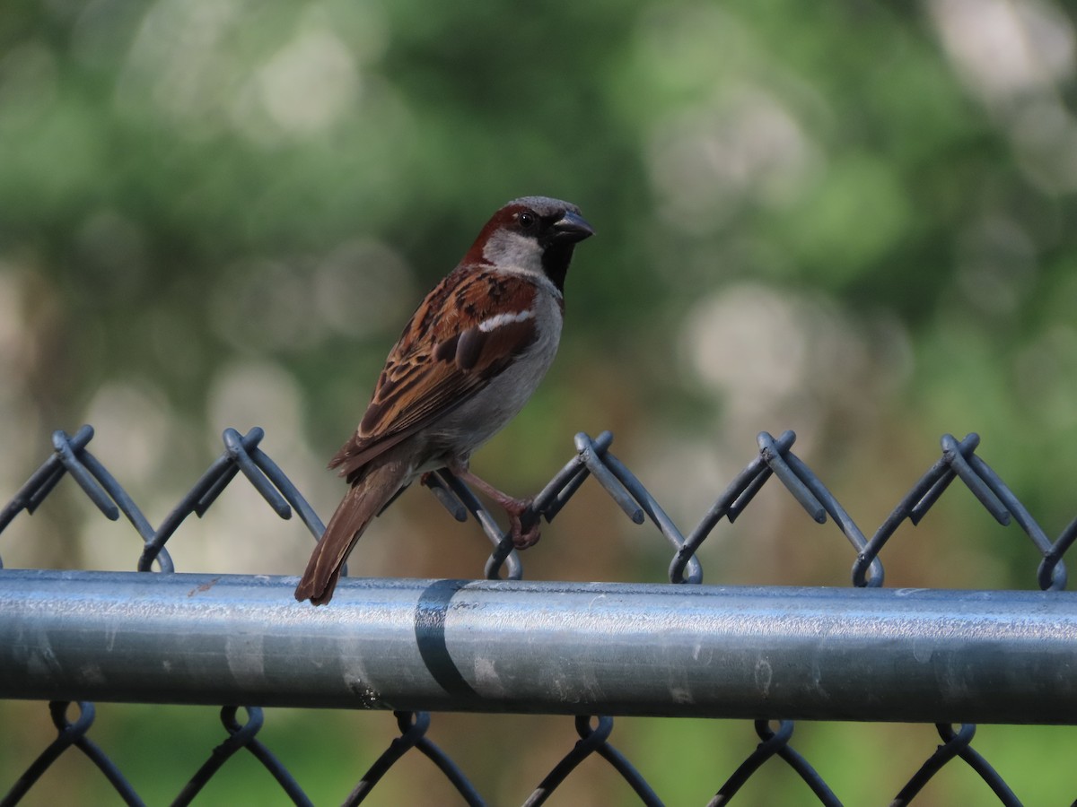 House Sparrow - ML636854534