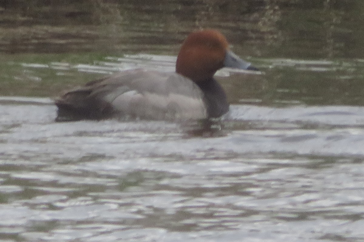 Redhead - Chris Blomme