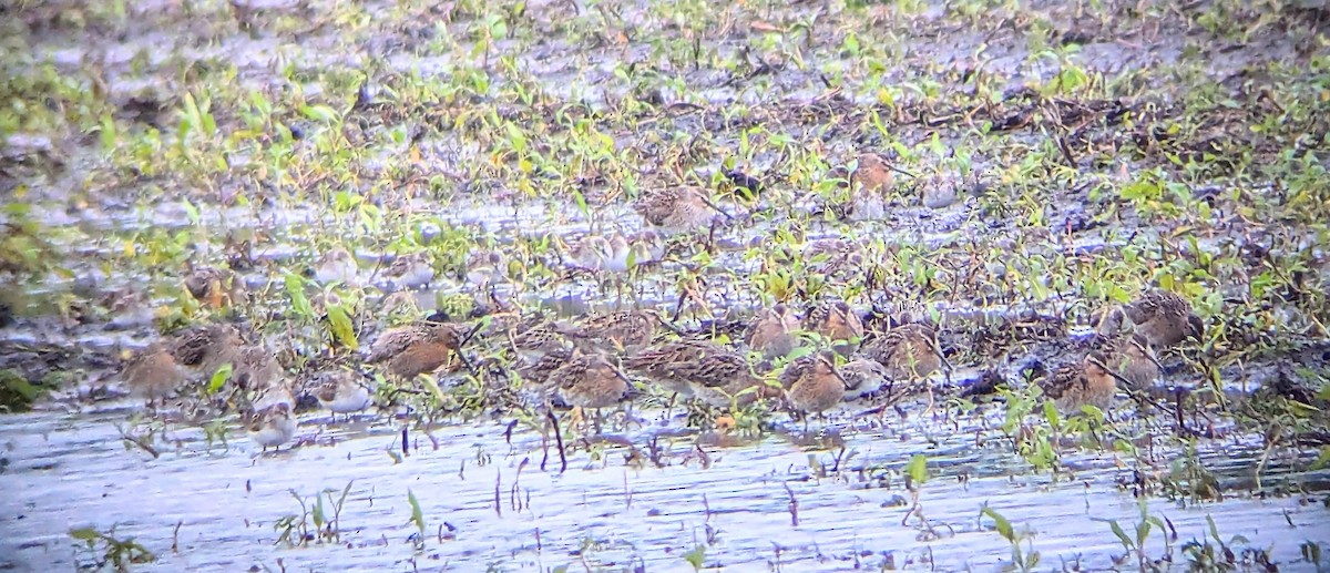 Short-billed Dowitcher - ML636854572