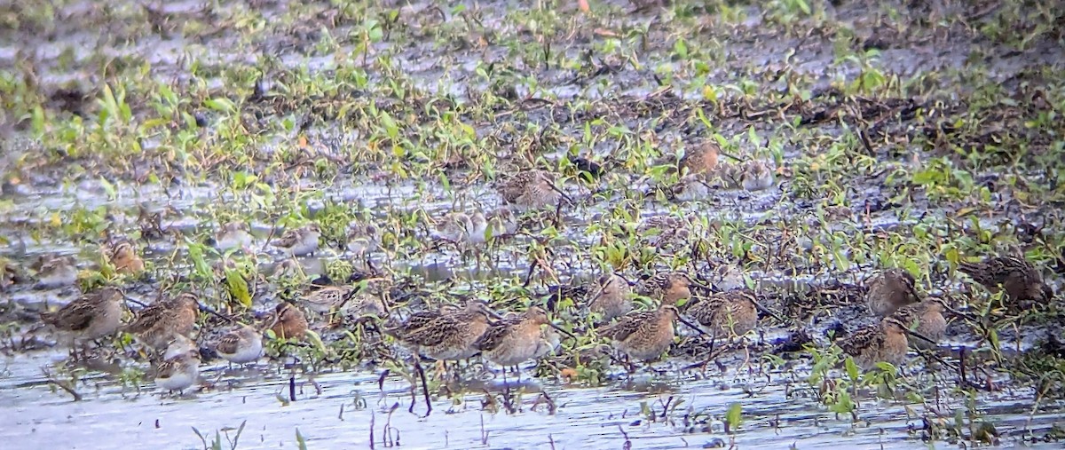 Short-billed Dowitcher - ML636854573