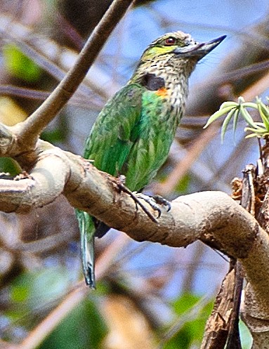 Green-eared Barbet - ML636854632