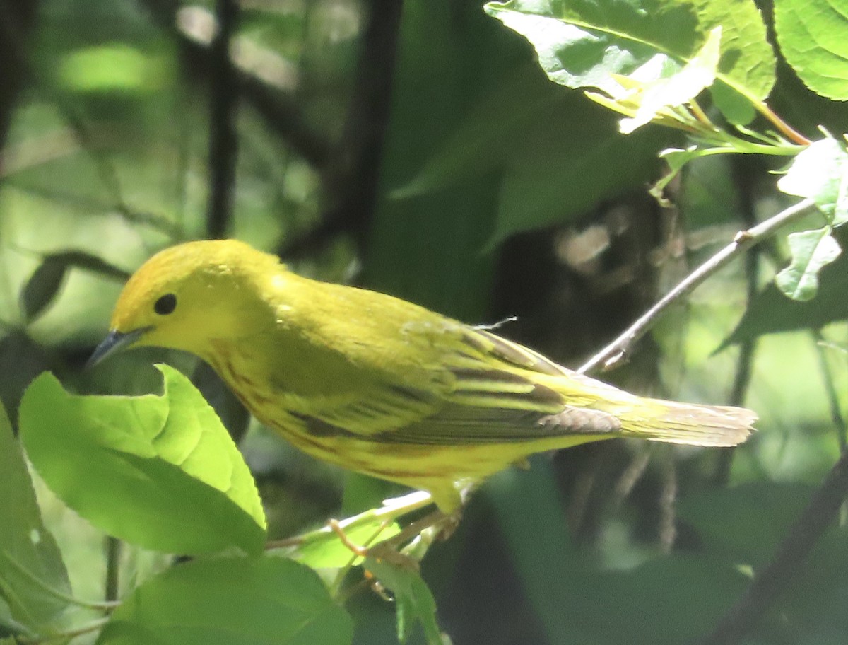 Yellow Warbler - ML636854635