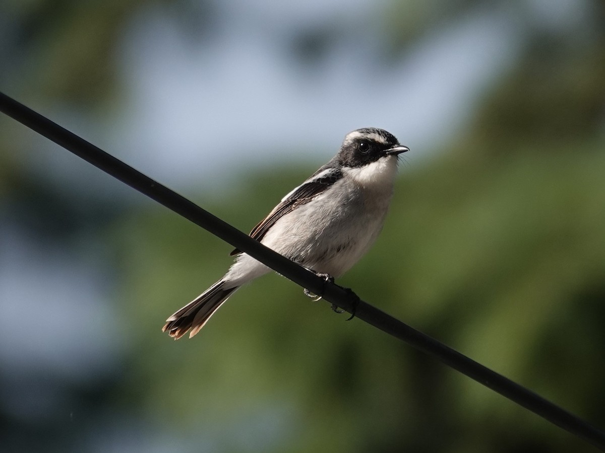 Gray Bushchat - ML636854659