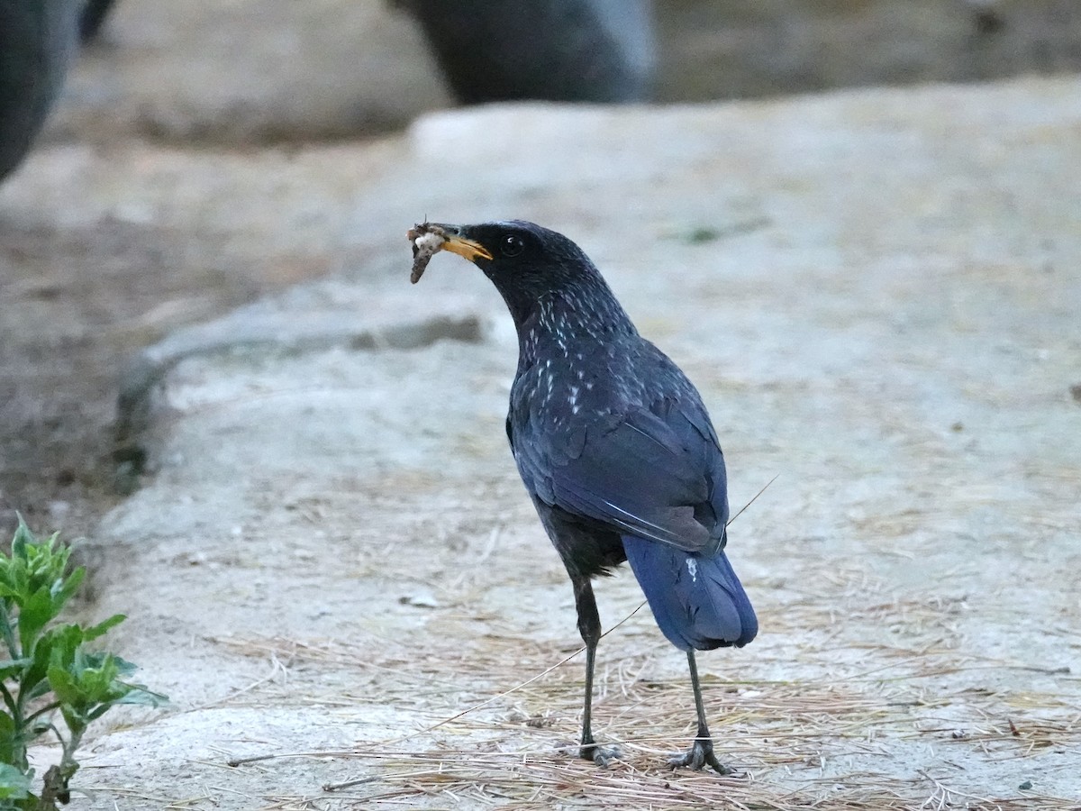 Blue Whistling-Thrush - ML636854660