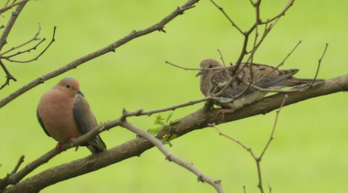Mourning Dove - ML636854661