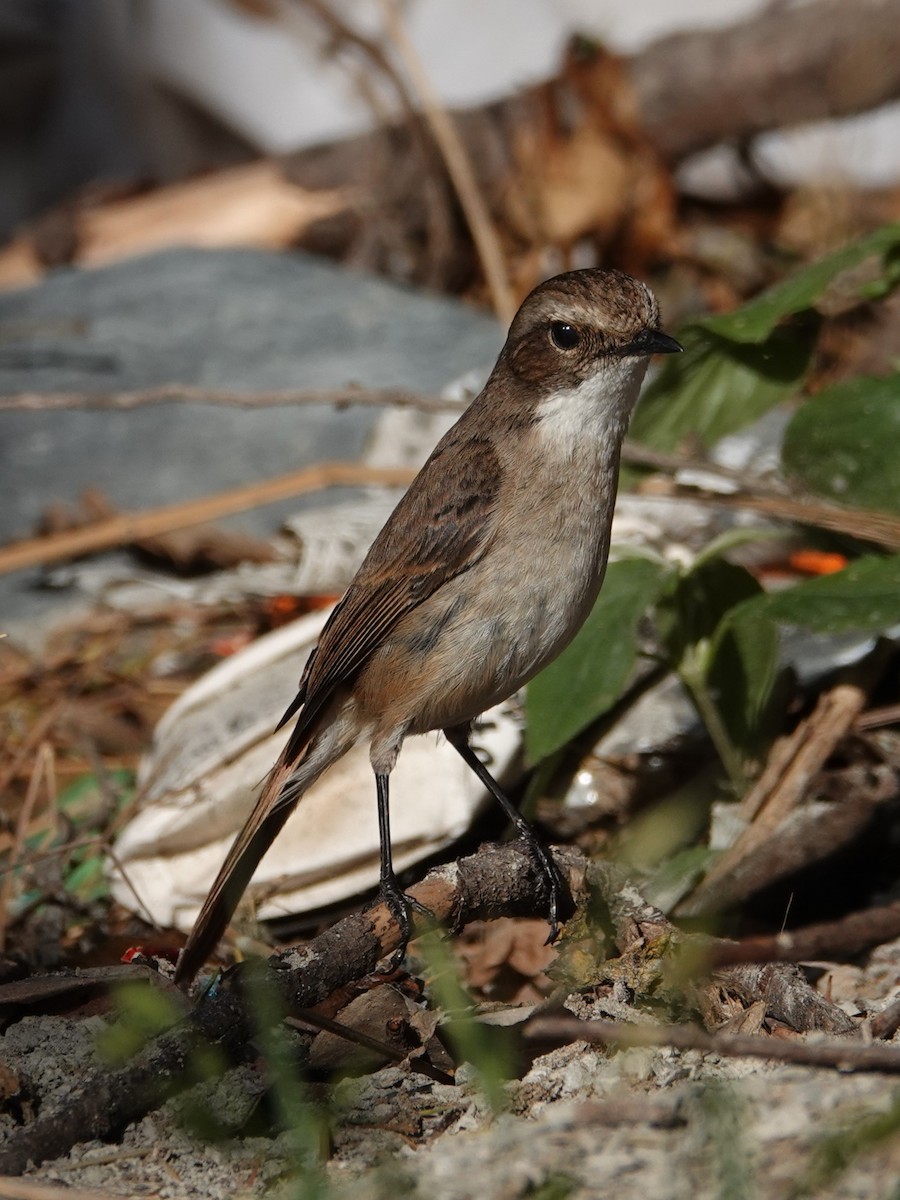 Gray Bushchat - ML636854668