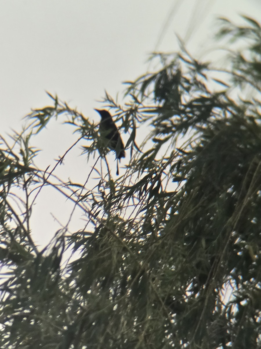 Common Grackle - ML636854675