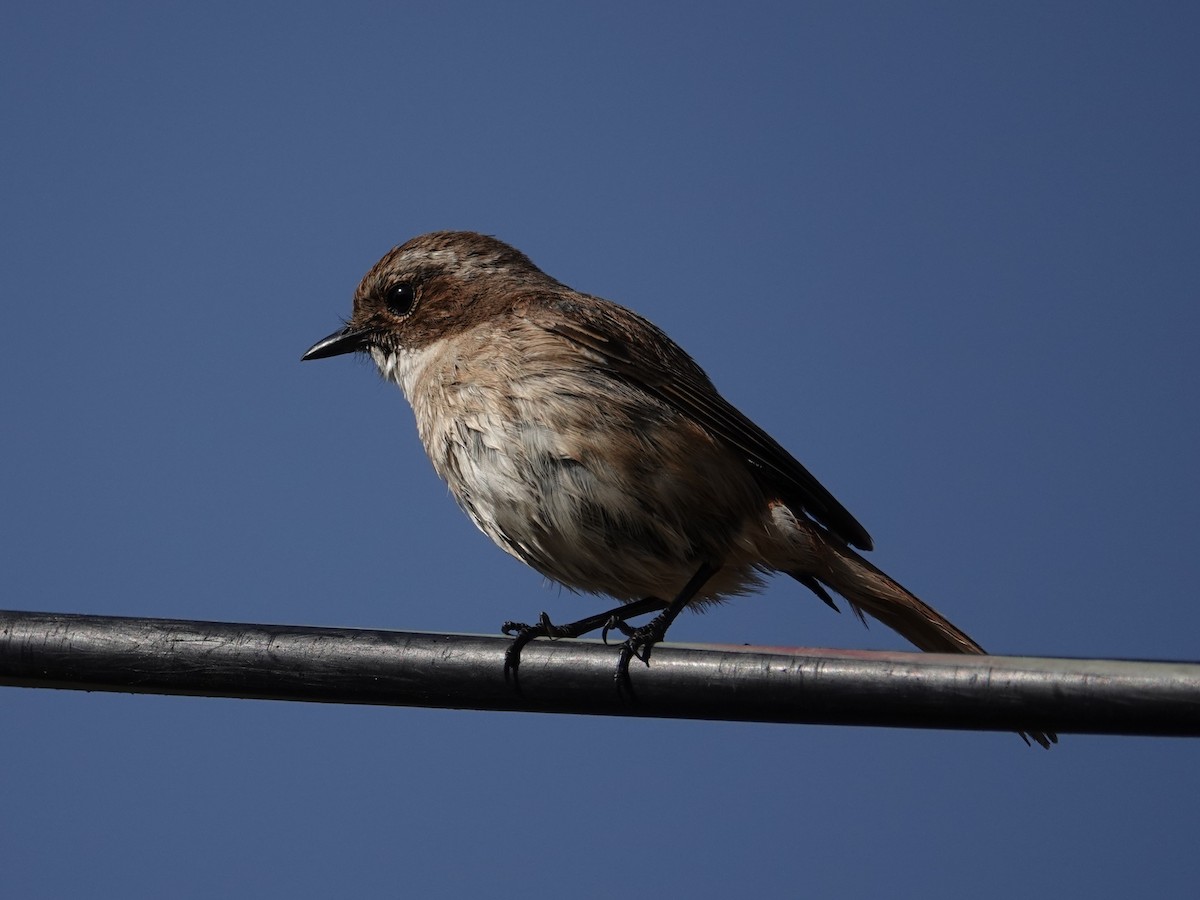 Gray Bushchat - ML636854679