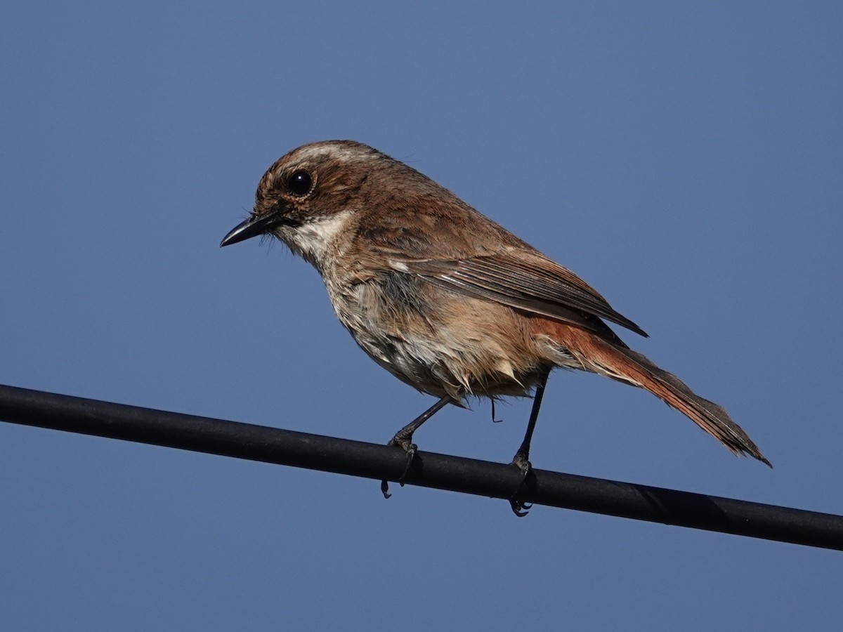Gray Bushchat - ML636854680