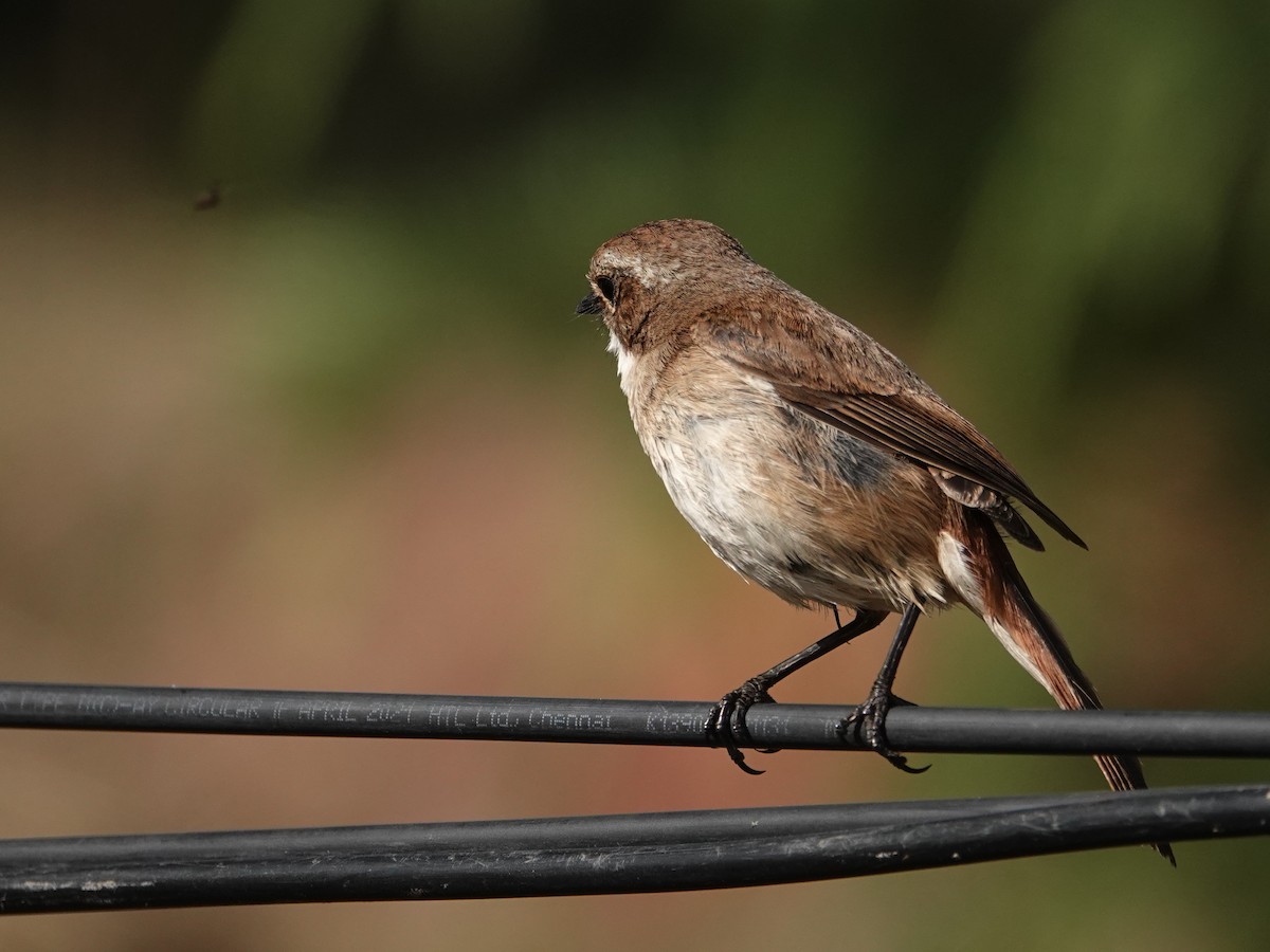 Gray Bushchat - ML636854681
