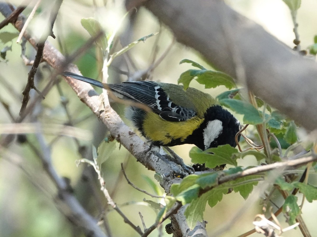 Green-backed Tit - ML636854683