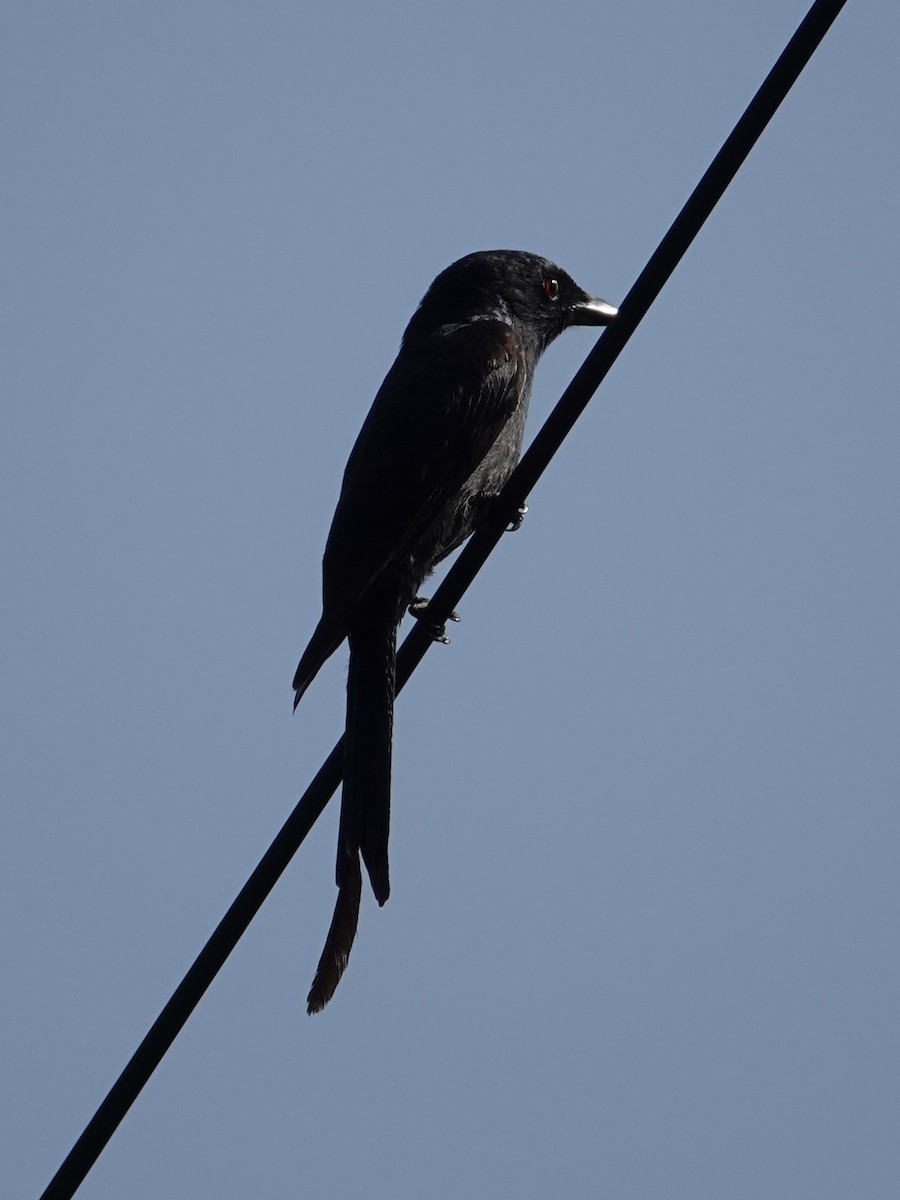 Ashy Drongo - ML636854684