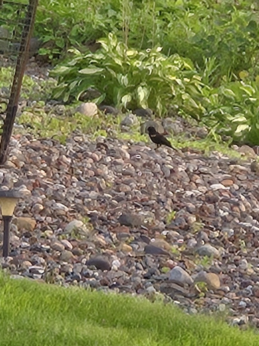 Red-winged Blackbird - ML636854688