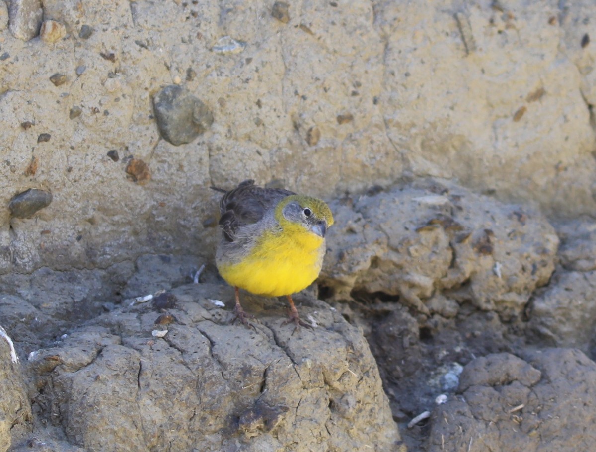 Bright-rumped Yellow-Finch - ML636854749