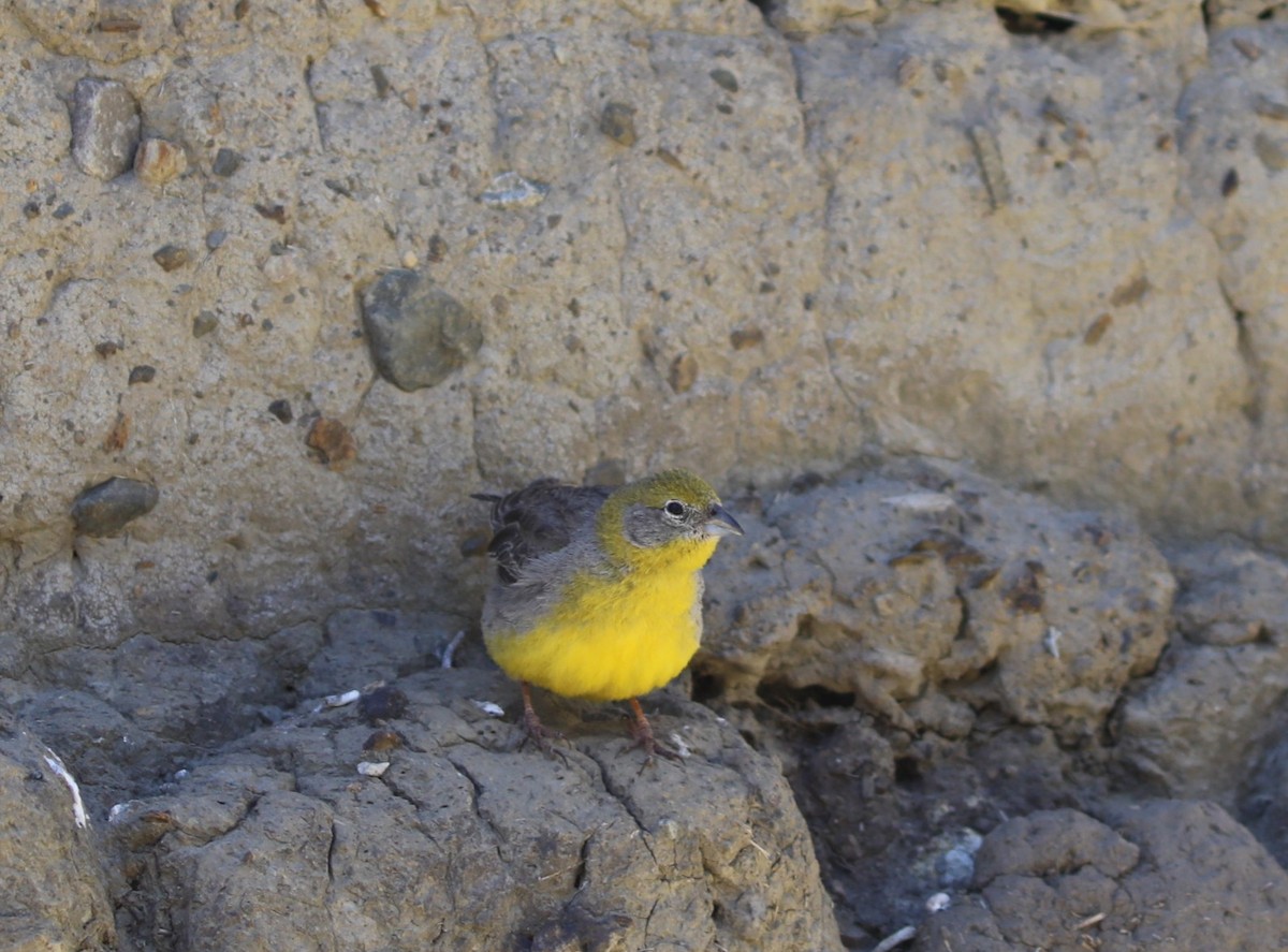 Bright-rumped Yellow-Finch - ML636854750