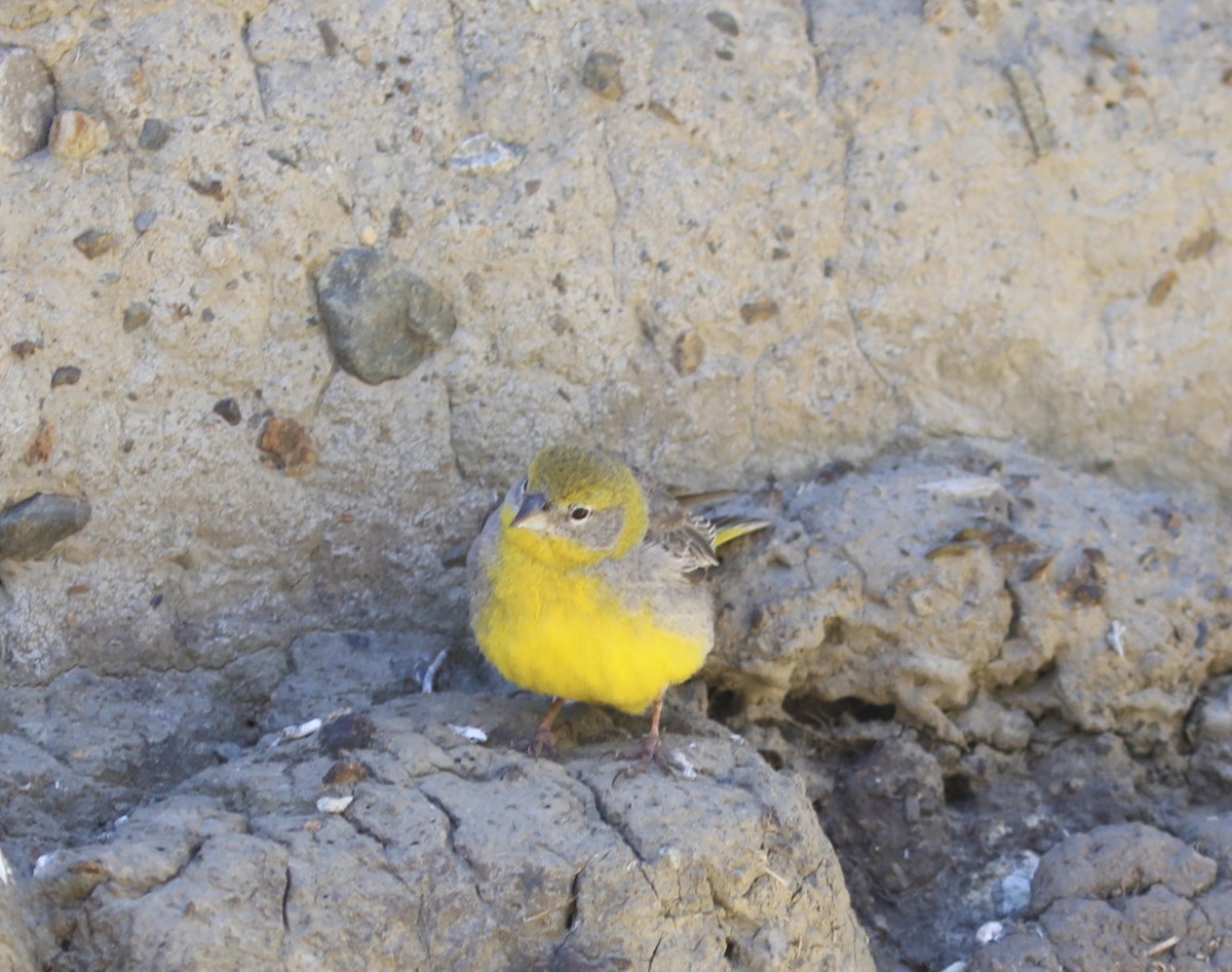 Bright-rumped Yellow-Finch - ML636854751