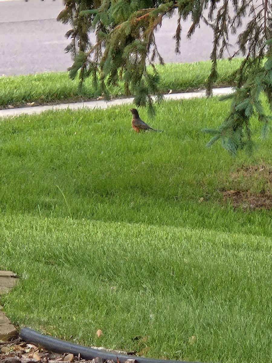 American Robin - ML636854754