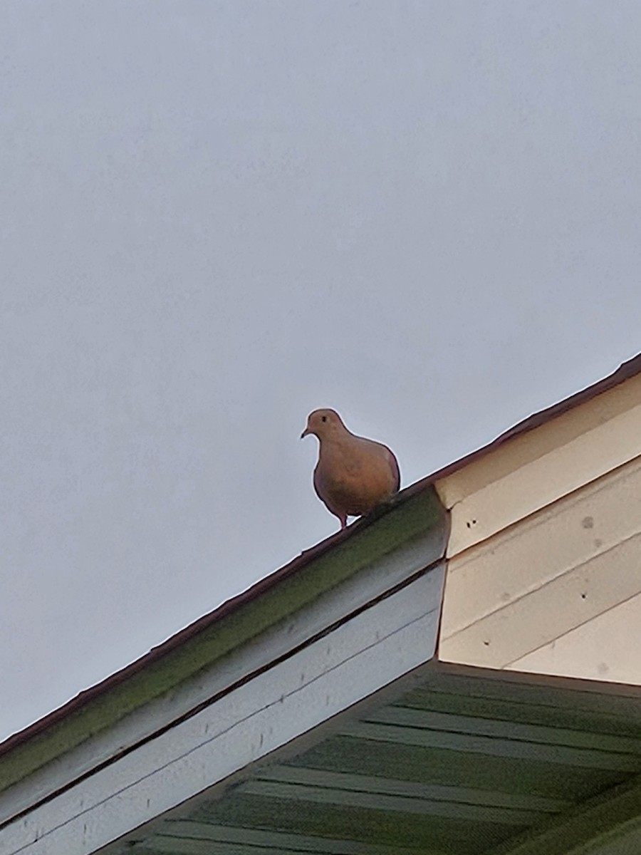 Mourning Dove - ML636854768