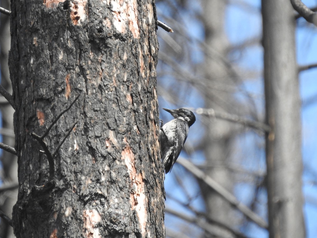 Black-backed Woodpecker - ML636854894
