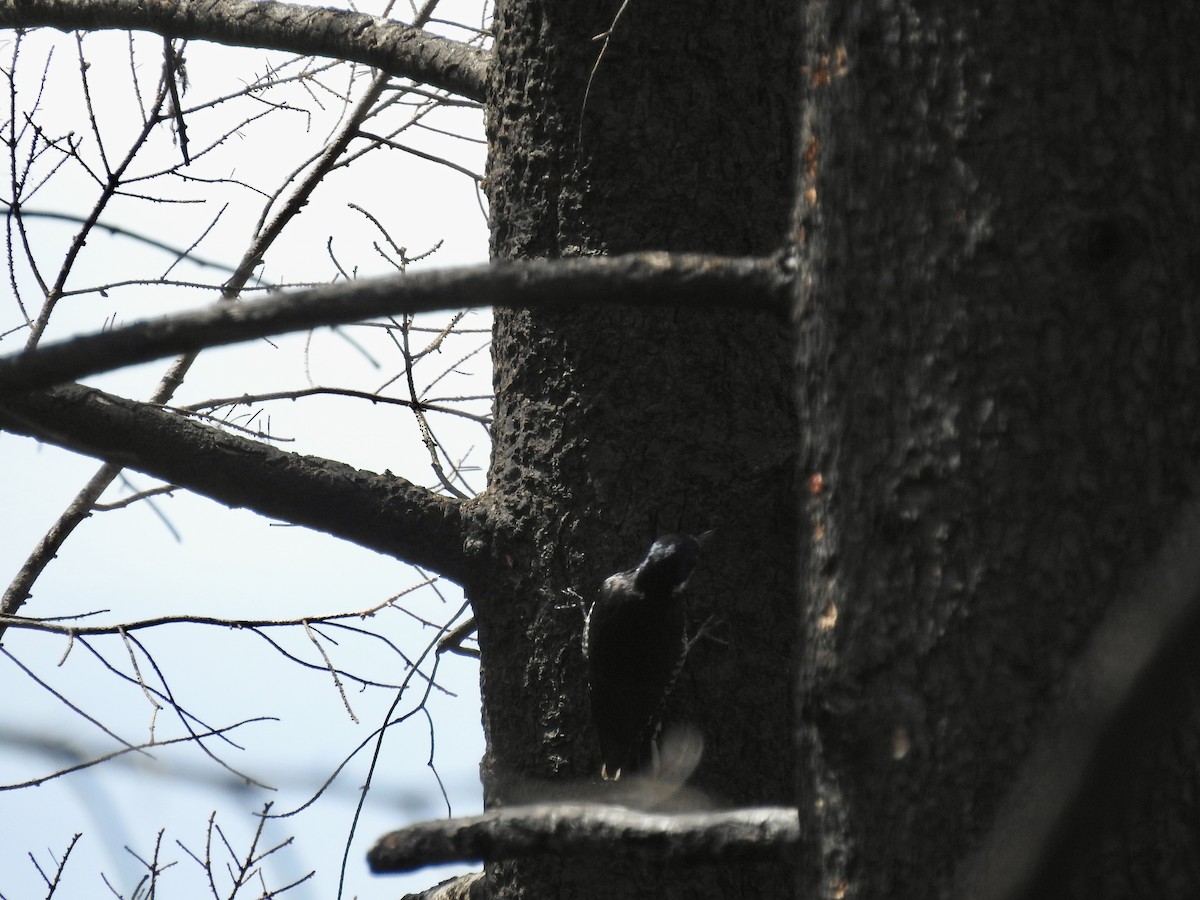 Black-backed Woodpecker - ML636854902
