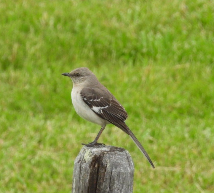 Northern Mockingbird - ML636854926