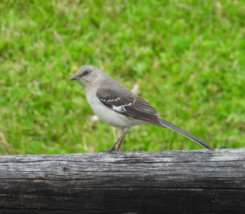 Northern Mockingbird - ML636854929