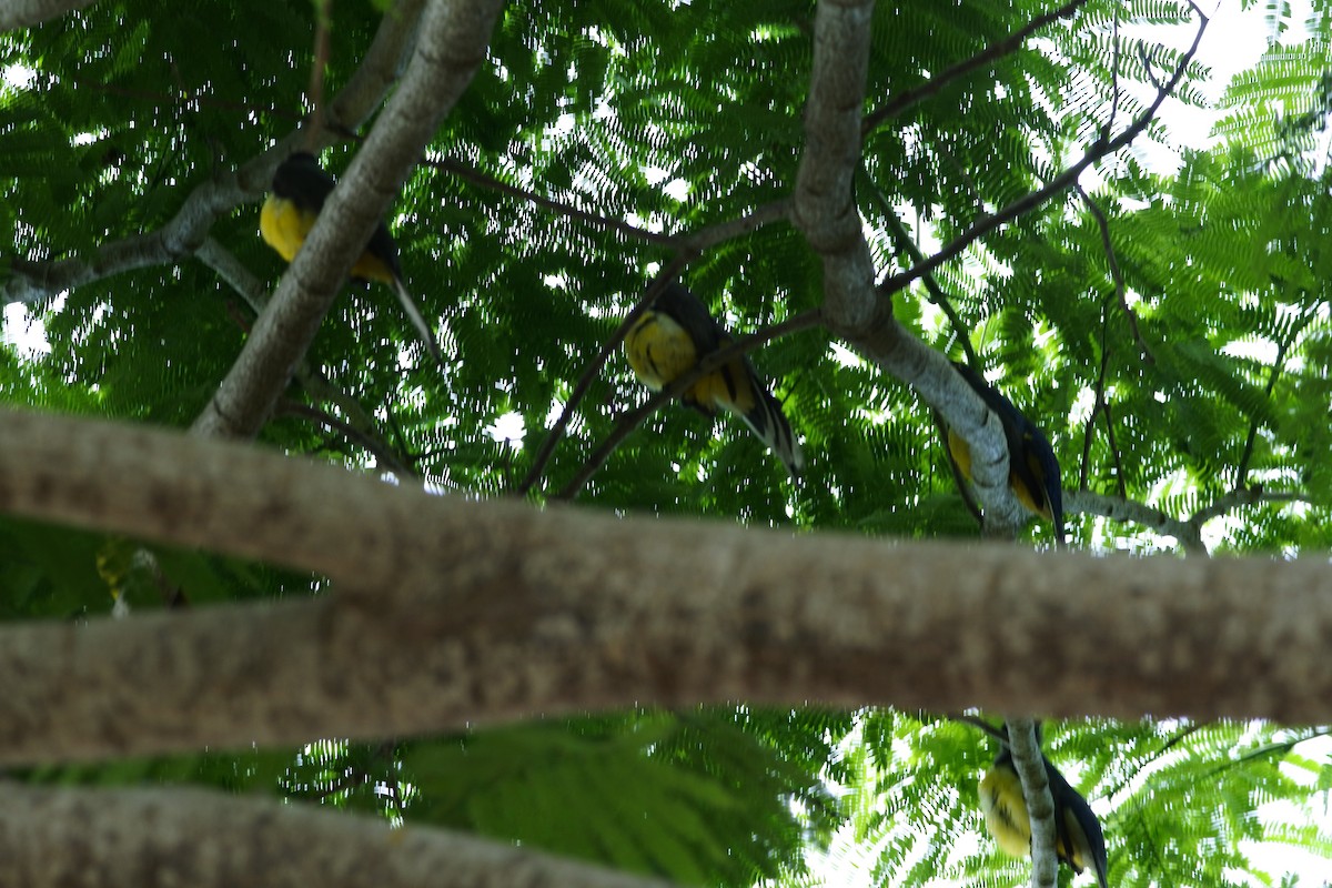 Citreoline Trogon - ML636854958