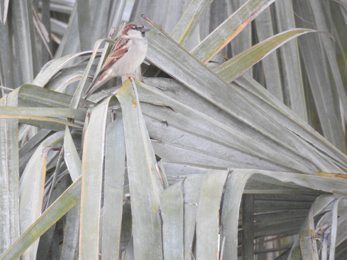 House Sparrow - ML636854995