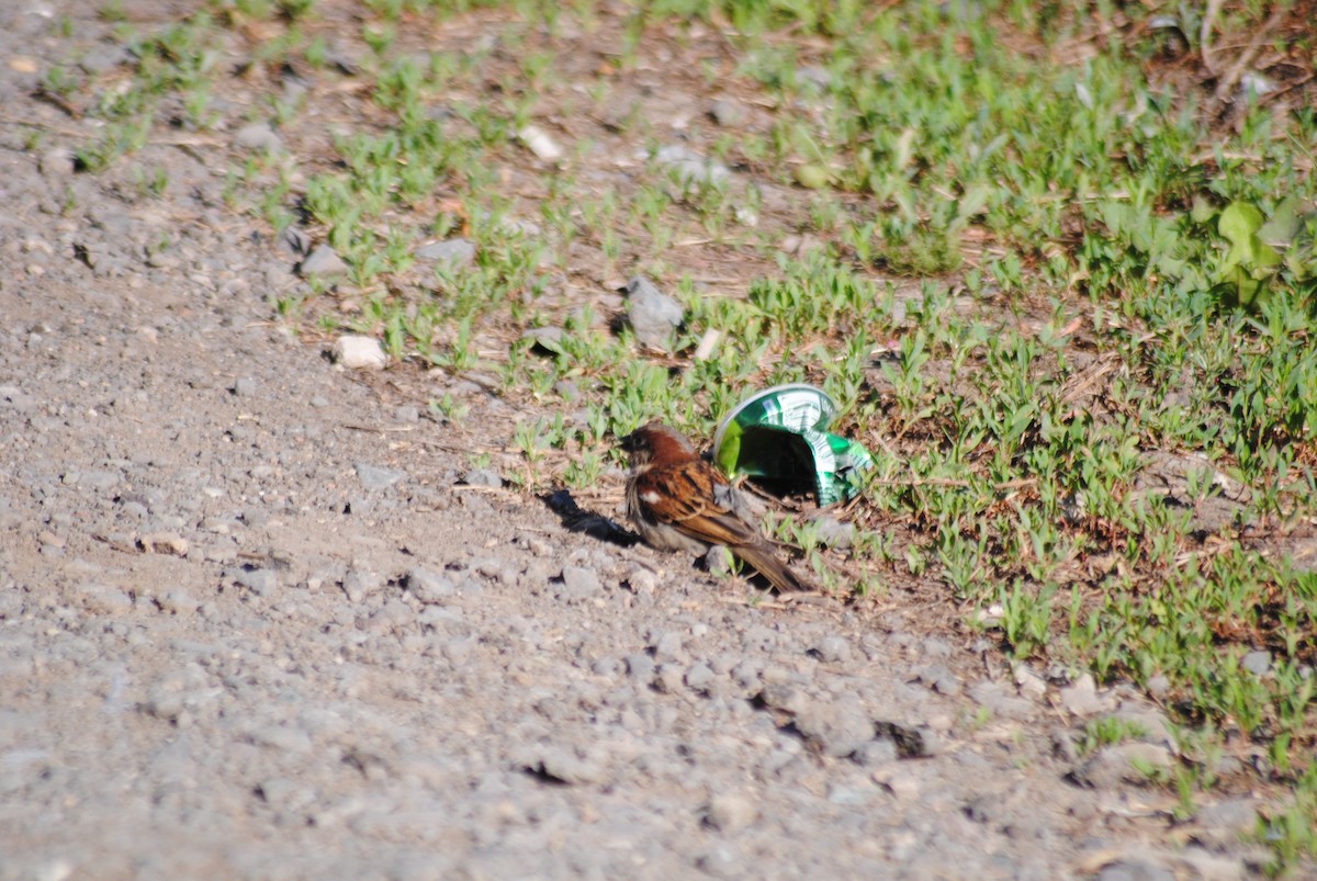 House Sparrow - ML636854999