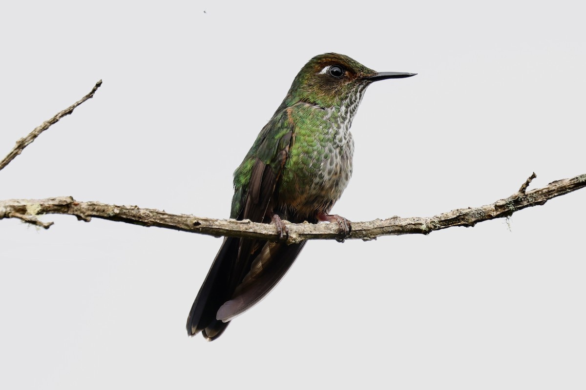 Mountain Avocetbill - ML636855058