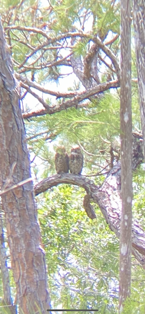 Great Horned Owl - ML636855079