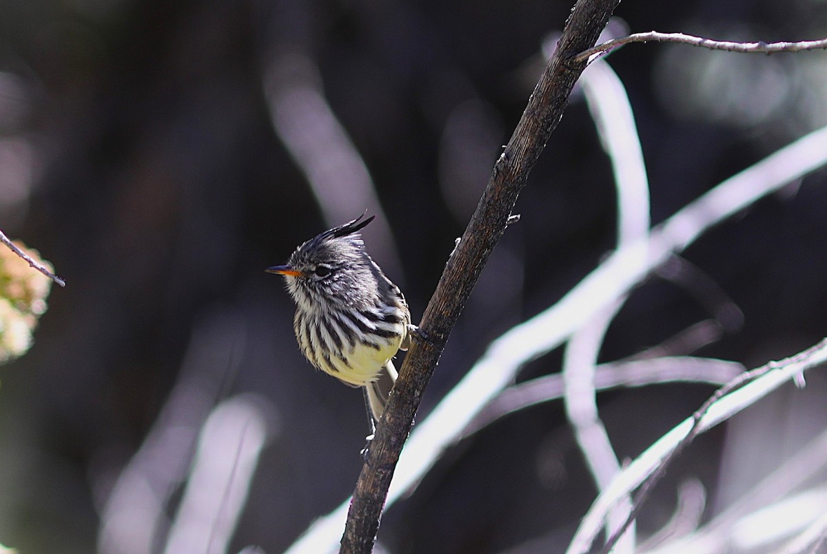 Yellow-billed Tit-Tyrant - ML636855108