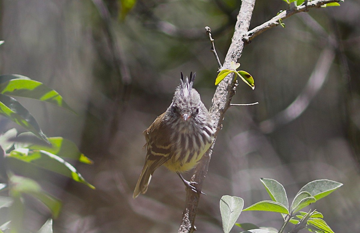 Yellow-billed Tit-Tyrant - ML636855109