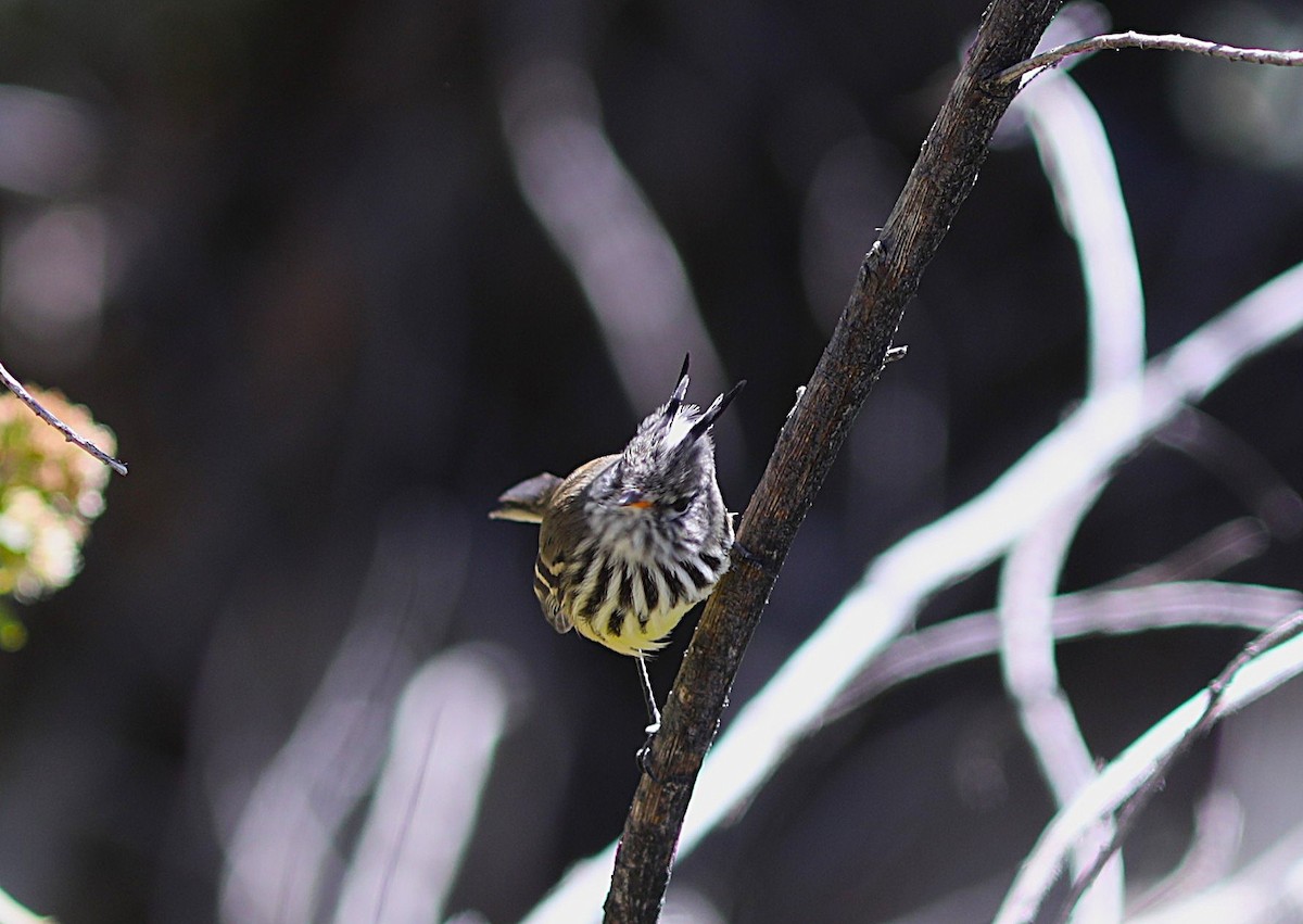 Yellow-billed Tit-Tyrant - ML636855111