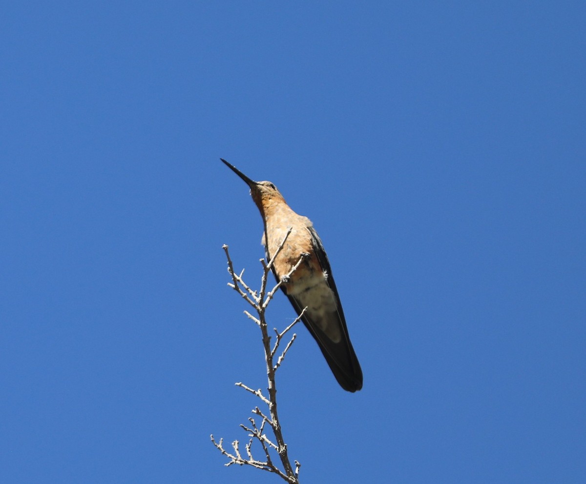 Giant Hummingbird - ML636855139