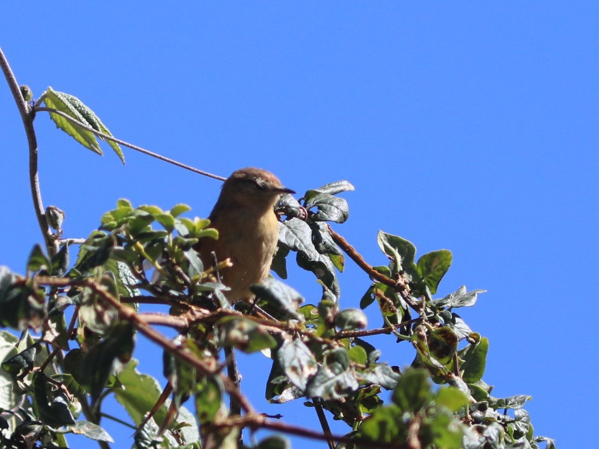 Tawny Tit-Spinetail - ML636855184
